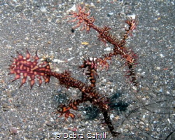 Ornate Pipefish Tulamben Bali by Debra Cahill 